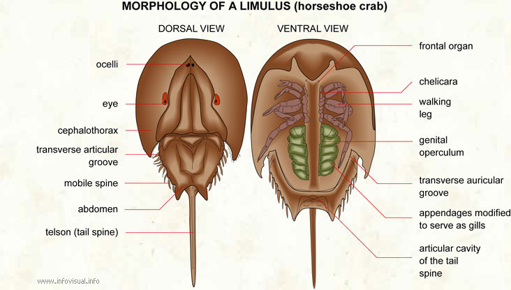 Limulus  (Visual Dictionary)